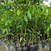 Growing agarwood trees are for sale as per buyer's requirement. 1