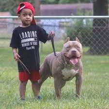 These loving, friendly american bully puppies grow into a stocky, muscular dog with a smooth short coat. California Purebred American Bully Kennels Frontline Bullies