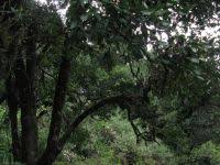 Image result for Mystroxylon