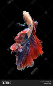 The true delta tail has straight caudal edges like a hm or sdt, but they. Betta Fish On Black Image Photo Free Trial Bigstock