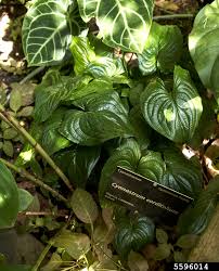 Image result for Cyanastrum