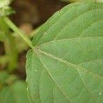 Image result for Acalypha brachystachya