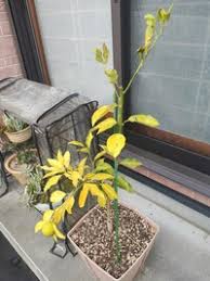 ゆずの葉っぱが黄色くなりました なぜでしょうか また 黄色くなった実は早 Yahoo 知恵袋