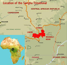 Image result for Trianthema mozambiquense