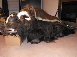 Star Wars Bantha Costume Wip Star Wars Stars War