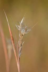Image result for Andropterum