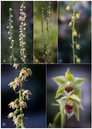 Image result for Epipactis africana