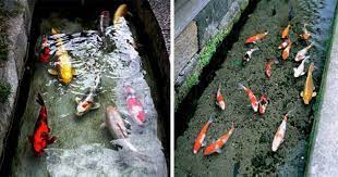 Never ever dispose of dead or dying fish into water courses or lakes etc. Koi Fish Living In Japan S Drainage Canal Due To Cleanliness Mimicnews