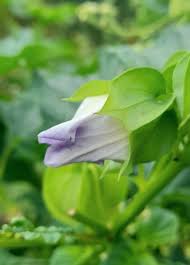Image result for Nicandra physalodes