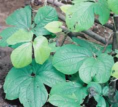 Image result for Dioscorea dumetorum