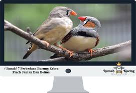 Burung falk muda jantan dan betina memang terlihat sama, sehingga cukup sulit untuk membedakan jantan dan betina. Simak 7 Perbedaan Burung Zebra Finch Jantan Dan Betina