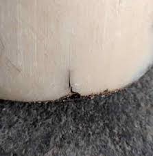 Pro Equine Grooms White Line Disease Of The Horse S Hoof