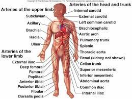 Pin On School Sci Human Body