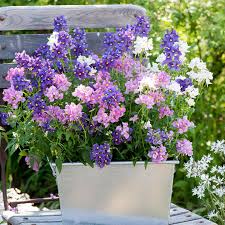 Image result for Nemesia lilacina