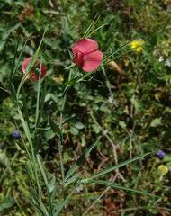 Image result for Microcharis annua