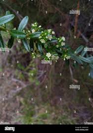 Image result for Clutia