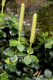 Image result for Peperomia fernandopoiana