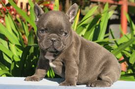 Massage the dog's throat gently. Why Your Frenchie Reverse Sneezes How To Stop It And How To Avoid It