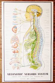 Spinal cord injury (sci) in mammals leads to permanent loss of function because axons do not regenerate in the central nervous system (cns). Vintage 1957 Autonomic Nervous System Chart Anatomy Medical Etsy Autonomic Nervous System Nervous System Chronic Fatigue Syndrome Diet