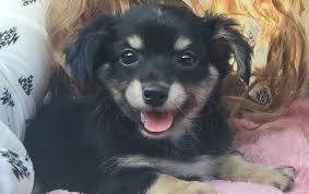 By the end of this article, you'll have all the information you need about these downy little dogs. 3 Month Old Long Hair Chihuahua Named Bentley Chihuahua Names Long Haired Chihuahua Chihuahua
