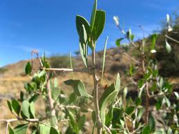 Image result for Gymnosporia senegalensis