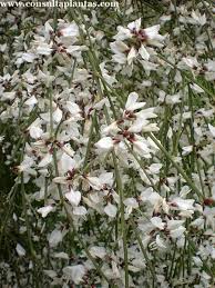 Image result for Retama monosperma