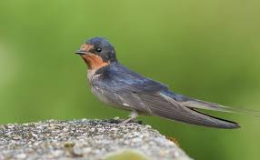 Barn swallows are a common sight over fields in north america and europe. Barn Swallow Ebird