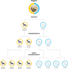 Took a lot longer that wisdom panel probably twice as long, but i feel that the results made much more sense. Embark Tests For Over 350 Breeds Dog Ancestry Embark