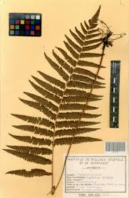 Image result for Cyclosorus striatus