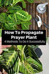 How To Propagate Prayer Plant 4 Methods To Do It Successfully
