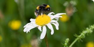 Brown, purple or dull flowers with strong, fruity smells attract beetles. Another Self Explanatory Symbiotic Example Of Mutualism In Which The Bee And Flower Are Being Benefitted Mutualism Pollinating Flowers Environmentalist