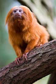 Top 9 Animals Found In Tropical Evergreen Forest Golden Lion Tamarin Animals Monkey Species