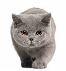 This Is The Cat British Shorthair Kittens American Shorthair Cat British Shorthair Cats