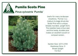 Image result for Pinus