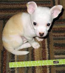 Chi Chi Rodriguez Is My New Chihuahua Puppy He Is So Tiny Compared To Our Boston Terrier Love Him
