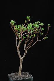 Image result for Crassula sarcocaulis