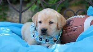 Awesome yellow labrador retriever puppies. Amazing And Gorgeous Akc Light Dark Yellow English Labrador Puppies For Sale In Cambridge Massachusetts Classified Americanlisted Com