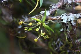 Image result for Angraecum sacciferum