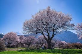 高原爱美 勾魂 表情 特写