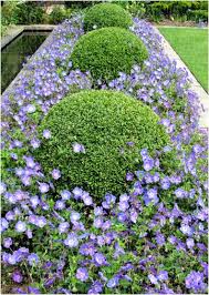 Paul Doyle Garden Designer Palmerston Garden Garden Pictures Plants Perennial Geranium