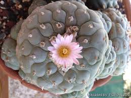 Image result for Monopsis decipiens