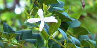 Image result for Carissa bispinosa