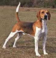 Image result for Harrier dog