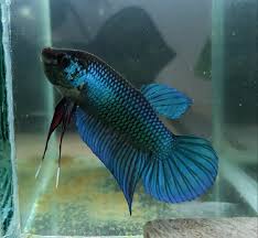 Aquabid Com Item Fwbettas1557934206 Wild Betta Imbellis Hybrid Blue From Thailand Ends Wed May 15 2019 10 30 06 Am Cdt Betta Auction Fish Pet