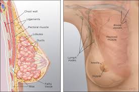 Which of the following areas do not contain any philanemo mushrooms. Anatomy Of The Breast Memorial Sloan Kettering Cancer Center