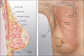 House designing is not a large deal if you can look for very easy suggestions appropriate for your budget. Anatomy Of The Breast Memorial Sloan Kettering Cancer Center