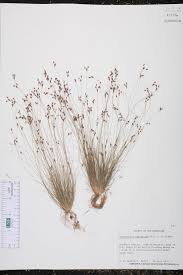 Image result for Bulbostylis sp.no.5