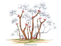 Bauernhortensien dürfen nur leicht zurückgeschnitten werden, wenn sie im folgenden sommer blühen sollen. Hortensien Schneiden Tutorial Mit Illustrierten Anleitungen Video