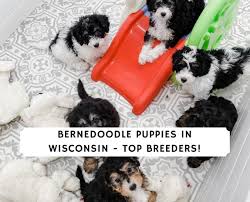 The bernese mountain dog, commonly referred to as bern or berner, is a stunning, easygoing dog. Bernedoodle Puppies In Wisconsin Top 5 Breeders 2021 We Love Doodles