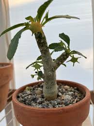 Image result for Dorstenia
